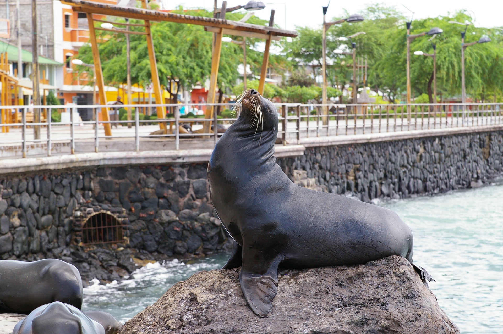 Galapagos wildlife